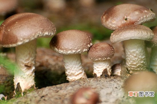 【种子】蘑菇种子与种植方法