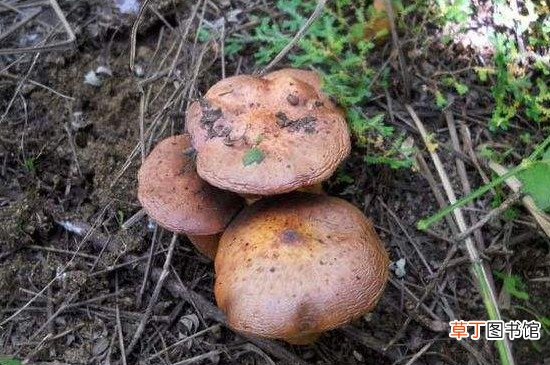 【蘑菇】松树下的野生蘑菇种类