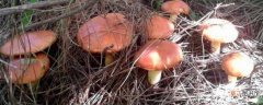 【蘑菇】松树下的野生蘑菇种类