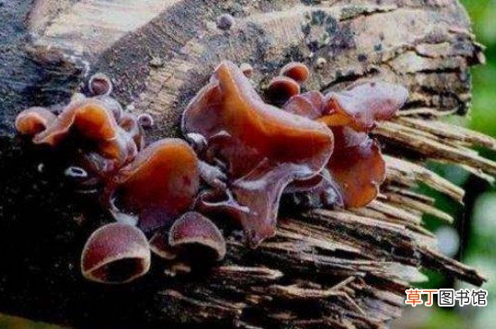 【桃树】核桃树上的蘑菇是什么