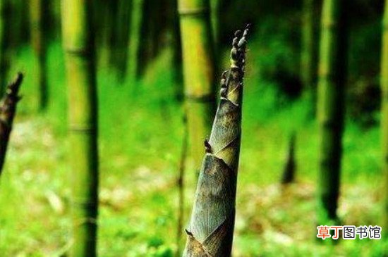 【生长】竹笋的生长过程