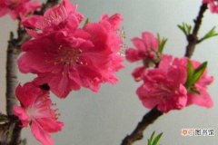 【桃花】桃花的病害防治：桃花穿孔病，桃花炭疽病
