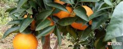 【养殖】甜橙的养殖方法和注意事项：土壤，光照
