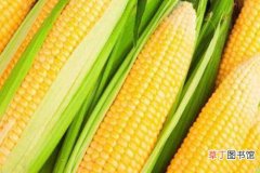 【养殖】玉米的养殖技术