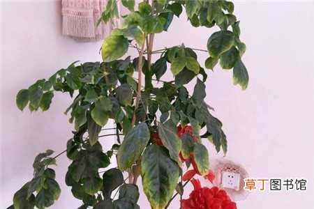 【树】绿宝树黄叶的原因和处理办法：温度过高，光照不适