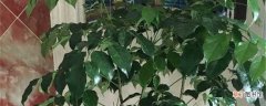 【树】绿宝树黄叶的原因和处理办法：温度过高，光照不适