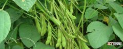 【生长】大豆生长过程的记录