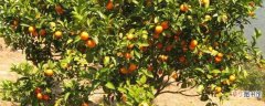 【树】橘子树掉叶子什么原因：浇水过多，施肥过多