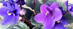 【方法】非洲紫罗兰的叶插方法和注意事项