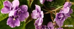 【方法】非洲紫罗兰的叶插方法