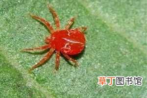 【桃花】桃花的虫害防治大全：桃花蚜虫如何防治，桃花红蜘蛛如何防治