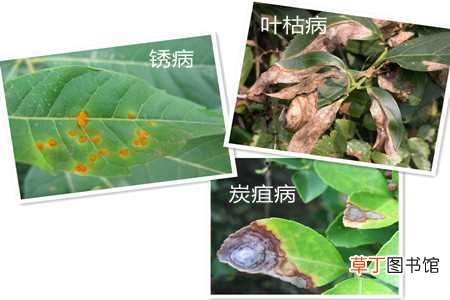 【花】葛花的病虫害及防治方法：葛花的病害及防治方法，葛花的虫害及防治方法