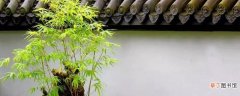 【水培】节节高竹子水培怎么养
