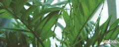【竹子】家里养的竹子叶子发黄什么原因：原因，处理方法
