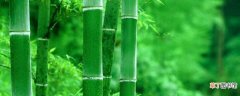 【叶子】竹子叶子发黄什么原因，怎么补救：通风性差，水分过量