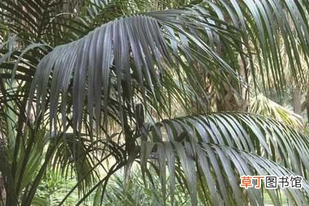 【叶子】富贵椰子叶子尖上发黑什么原因：浇水过多，空气干燥