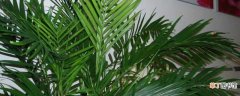 【叶子】富贵椰子叶子尖上发黑什么原因：浇水过多，空气干燥