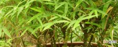【种子】佛肚竹种子怎么培育发芽