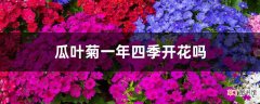 【开花】瓜叶菊一年四季开花吗