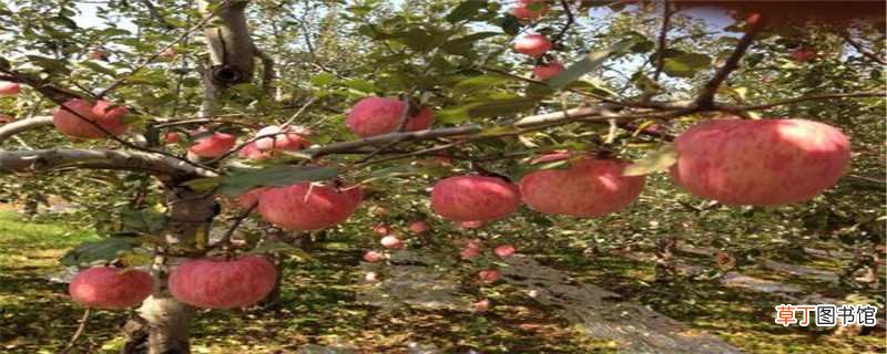 【苹果树】苹果树叶黄斑什么原因：缺少钾肥，感染病害