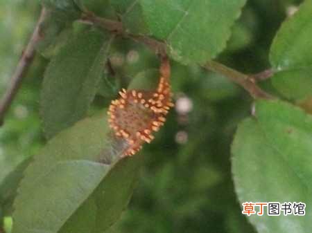 【虫害】雀梅的常见虫害：雀梅的常见虫害，雀梅的常见虫害的防治