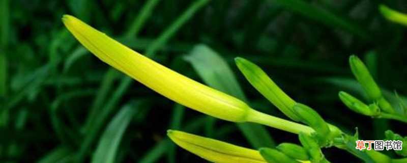 【花】黄花菜的病虫害防治：锈病，叶枯病
