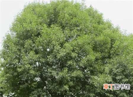 【树】白蜡树的病虫害防治：流胶病，窄吉丁
