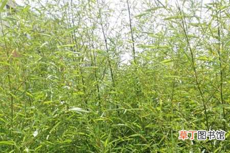 【原因】竹子黄叶的原因和处理办法：通风性差，浇水不当