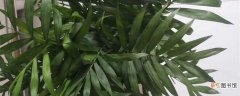 【光照】新买的富贵椰子怎么养：光照，温度