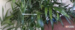 【养殖方法】观赏竹的养殖方法和注意事项：养护方法，养殖技巧