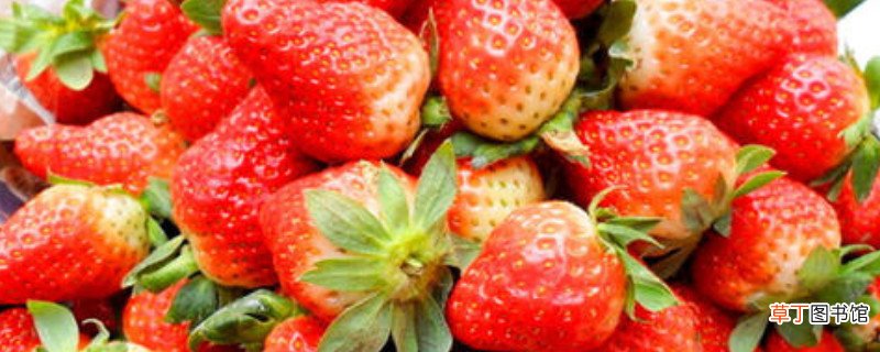 【品种】甜度最高的草莓品种