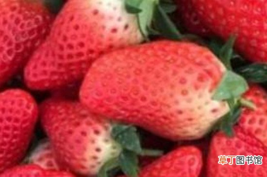 【品种】甜度最高的草莓品种
