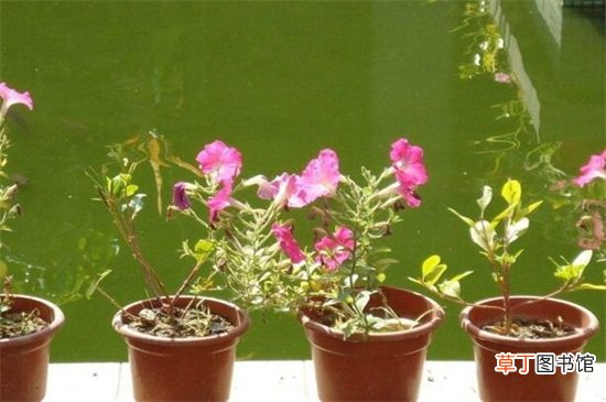 【冬天】家庭冬天怎么养花，定期施肥预防病虫害