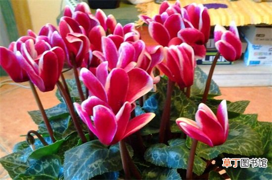 【植物】二月什么花开，盘点10种二月开花最美的植物