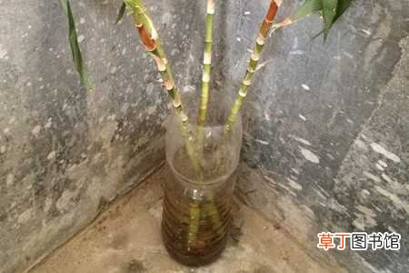 【烂根】水竹烂根是什么原因：水质太差，温度过高