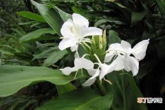 【蝴蝶花】白蝴蝶花怎么养 白蝴蝶花养殖方法与注意事项