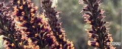 【养殖方法】紫穗槐的养殖方法和注意事项：土壤，水分