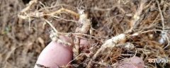【效果】根结线虫用什么药效果好，怎么预防：根结线虫用什么药效果好，根结