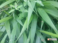 【作用】淡竹叶的根有什么作用 淡竹叶的吃法