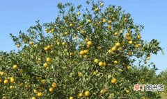 【橙子】橙子树的种植条件有哪些？橙子树种植知识大科普！