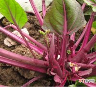 【红菜苔】种植红菜苔怎样留种？学会这三点，教你种出油光闪亮的红菜苔！