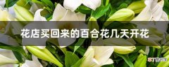 【开花】花店买回来的百合花几天开花