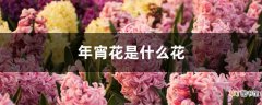 【花】年宵花是什么花