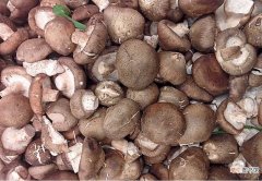 【香菇】香菇是如何种植的呢？教你轻松学会香菇的种植技术！