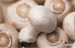 【食用】白灵菇根部可以食用吗？原来白灵菇的食用部位是这里！