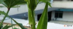 【蚜虫】秋葵生虫了怎么办，秋葵长了蚜虫怎么处理：蚜虫，蚂蚁