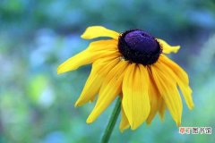 【注意事项】黑心菊怎么种 黑心菊种植方法与注意事项
