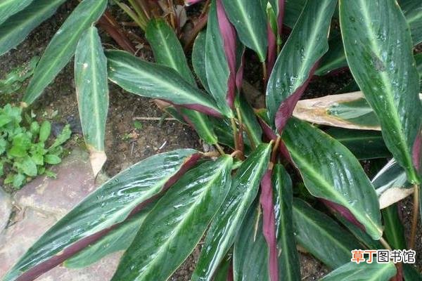 【盆栽】紫背竹芋盆栽怎么养 紫背竹芋的养殖方法与注意事项