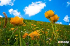 【种植方法】金莲花怎么种 金莲花种植方法与注意事项