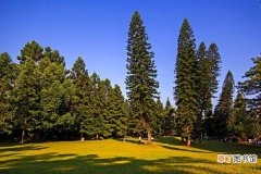 【养殖方法】南洋杉怎么养 南洋杉养殖方法与注意事项